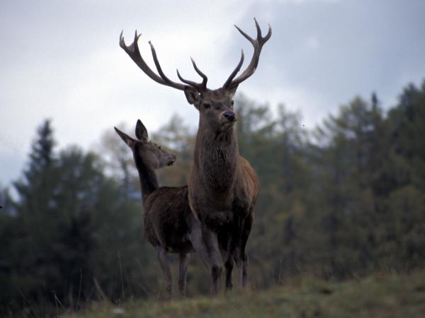 Rotwild, fotografiert von Dietmar Streitmair