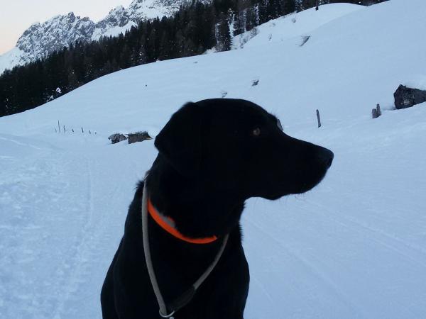 Hundehaltung, fotografiert von Mario Deutschmann