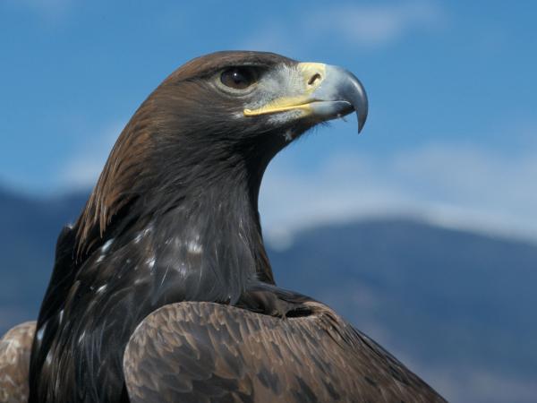 Steinadler, fotografiert von Dietmar Streitmair