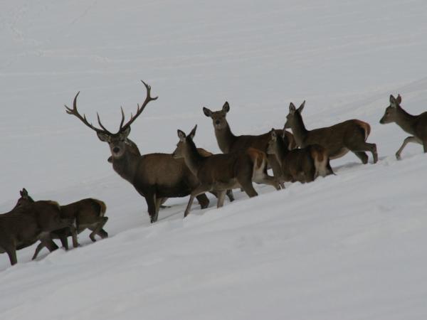 Rotwild, fotografiert von Dietmar Streitmair