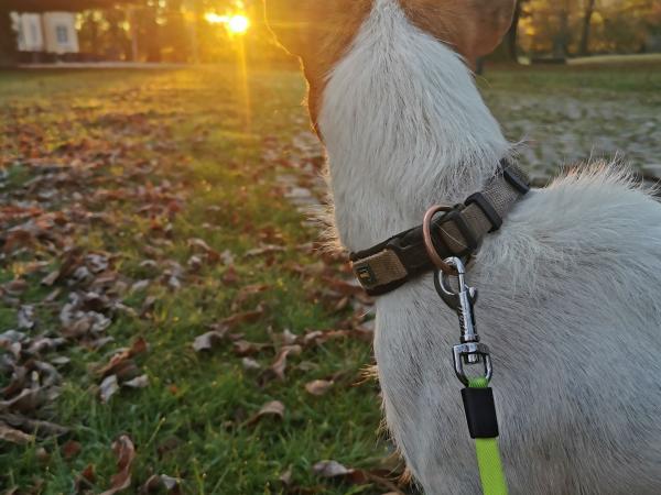 Hundehaltung, fotografiert von Johanna Legenstein