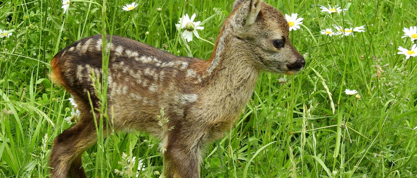 Rehkitz, fotografiert von Dietmar Streitmair