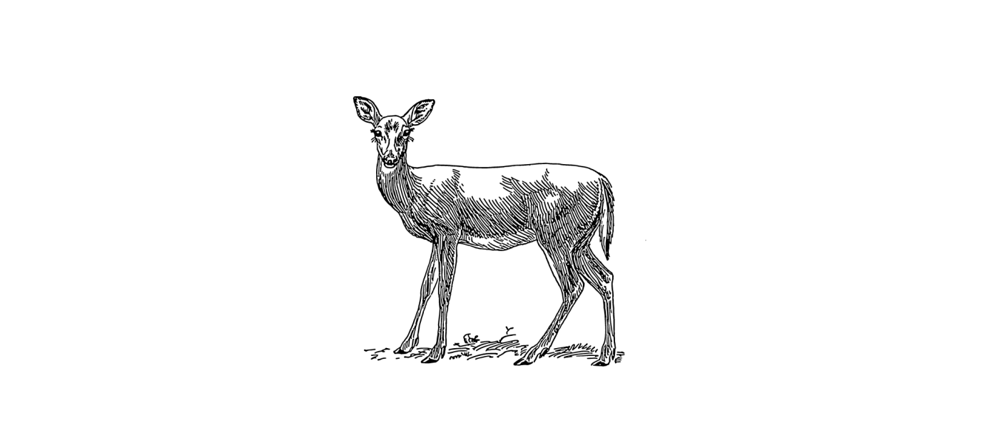 Reh