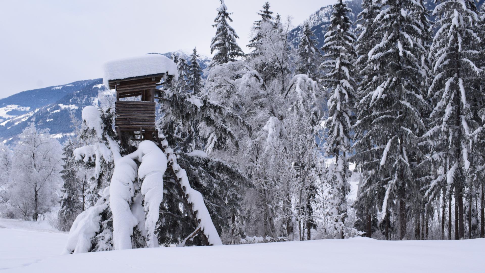 Hochsitz im Schnee
