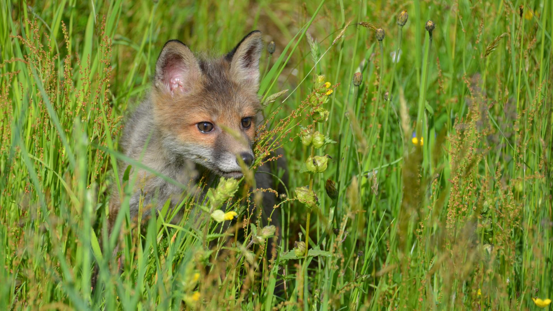 Fuchs im Gras