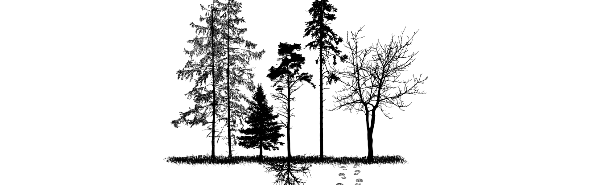 Waldspaziergang