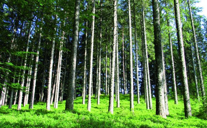 Wald fotografiert von Dietmar Streitmair