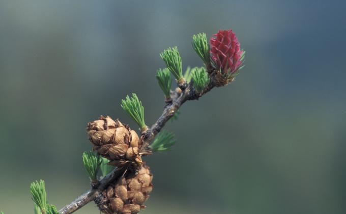 Knospe, junger Trieb Knospe, junger Trieb