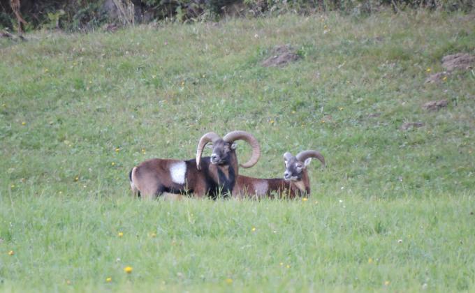 Muffelwild, fotografiert von Andreas Trattnig