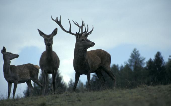 Rotwild, fotografiert von Dietmar Streitmair