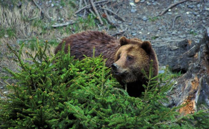 Braunbär, fotografiert von Dietmar Streitmair Braunbär, fotografiert von Dietmar Streitmair
