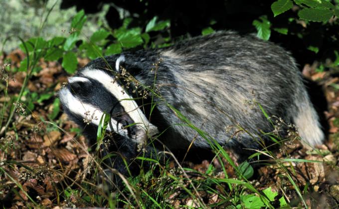 Dachs, fotografiert von Dietmar Streitmair Dachs, fotografiert von Dietmar Streitmair