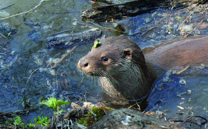 Fischotter, fotografiert von Dietmar Streitmair