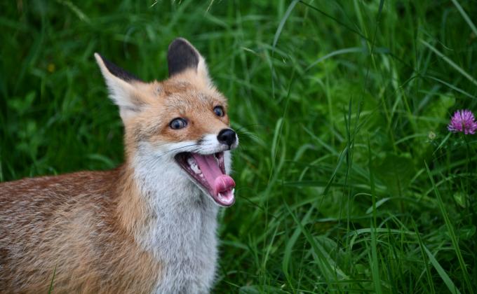 Fuchs, fotografiert von Dietmar Streitmair