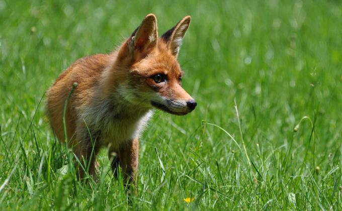 Fuchs, fotografiert von Dietmar Streitmair