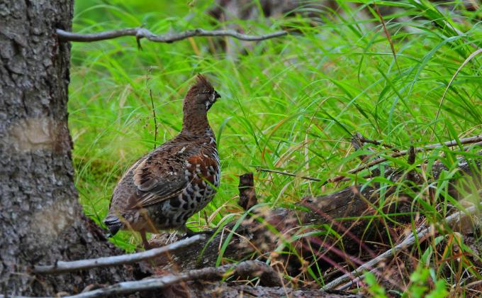 Haselhuhn, fotografiert von Dietmar Streitmair