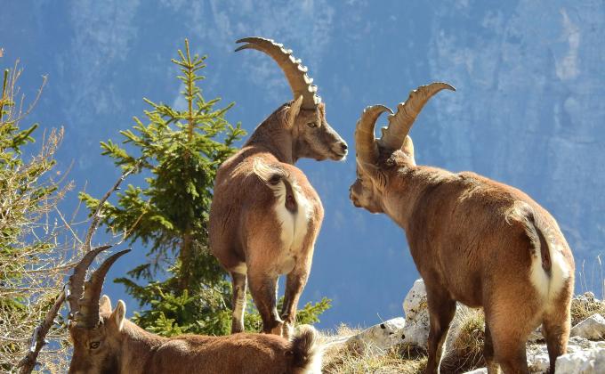 Steinwild, fotografiert von Dietmar Streitmair