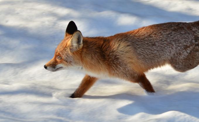 Fuchs im Winter
