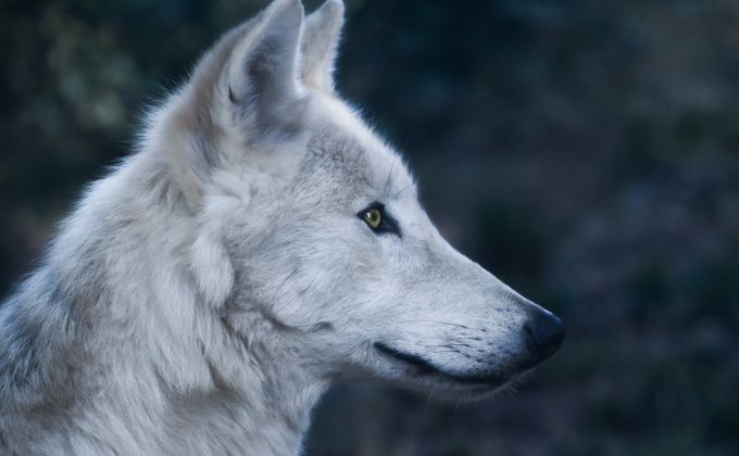 Wolf Wolf