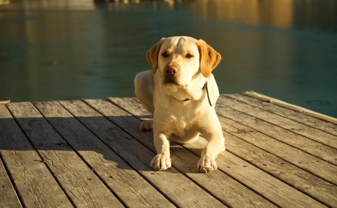 Labrador blond_Wassermann