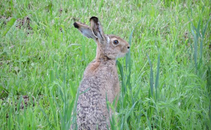Hase