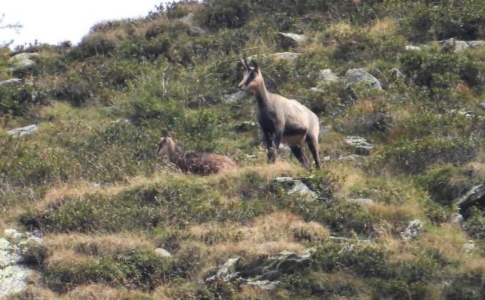 Gämse auf steilem, grasbewachsenem Hang in den Alpen