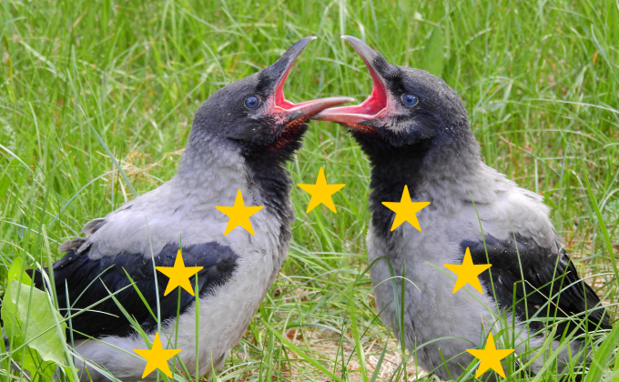 Krähen EU