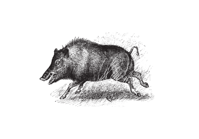 Wildschwein SW