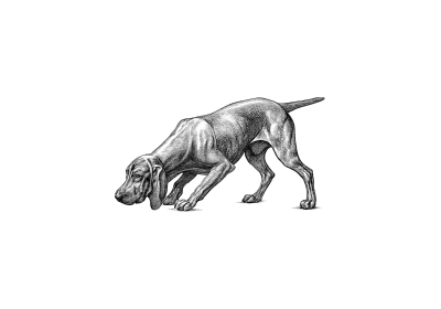 Jagdhund