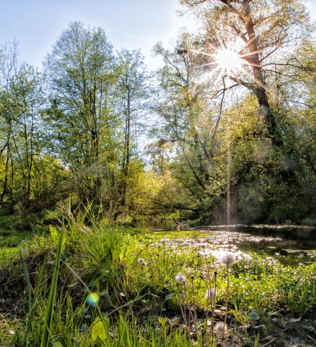 Aulandschaft, fotografiert von Albert Petutuschnig