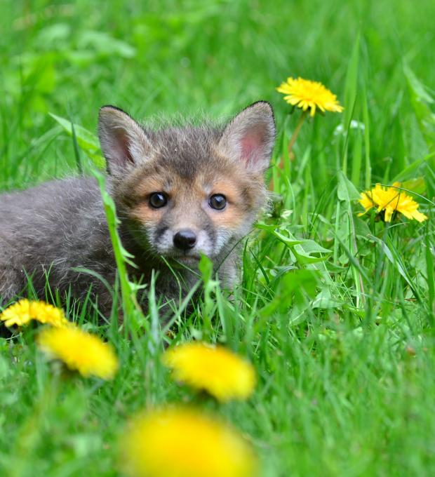 Jungfuchs, fotografiert von Dietmar Streitmair