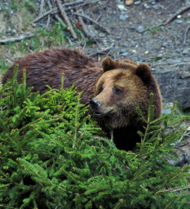 Braunbär, fotografiert von Dietmar Streitmair