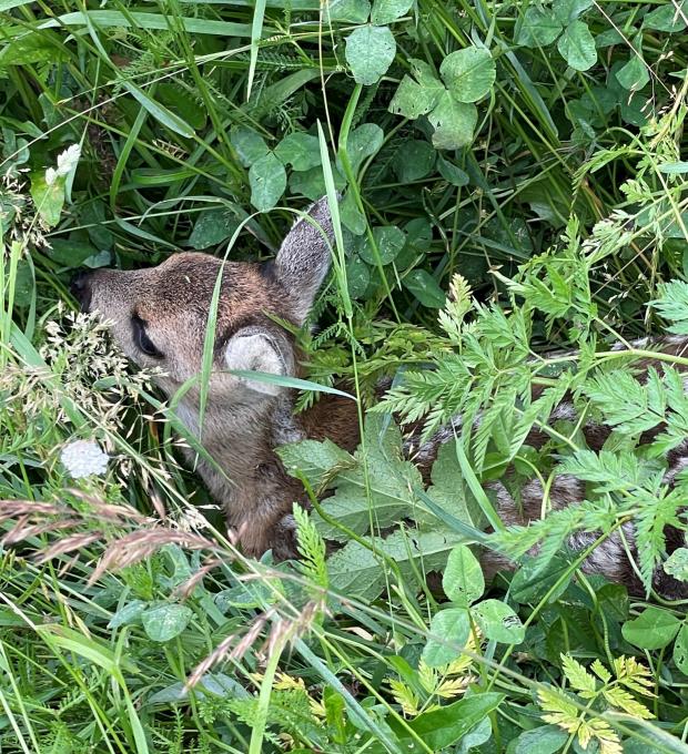 Kitzrettung, fotografiert von Julia Habernig