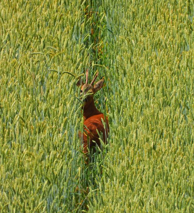 Rehbock im Feld
