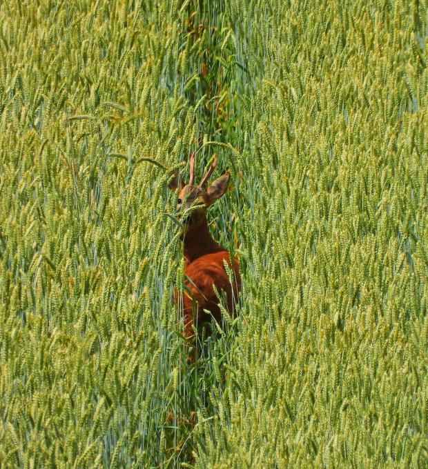 Rehbock im Feld